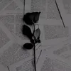 ca.nie7