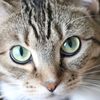 hope.for.cats8
