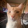 cat.approvals