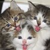 Best World animal