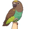 Eden | Meyer's parrot🩵✨️💚