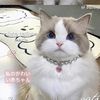 dinawoo86