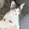 The Cat 😼
