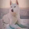 marocainoriginal1