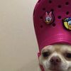gabadhadonaldtrump12_