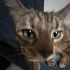 beanbob46