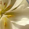 azizh507