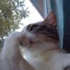 al.meow5