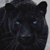 pantherguyy