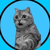 Catology