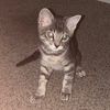 pebblethecatforever