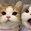 ich1gokitten