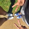 jaylameaders