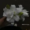 buxinhiu7