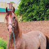 saif.ali8471