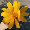 sora.review