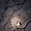 _shiiqada_