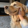 Dog Health Tips