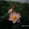nhin.tu6