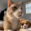 vdeos.de.animais5