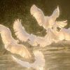 .aseel192