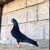 mohammed.zubair2114