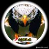 mahmood.jan.ameeni