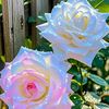 lalita.shrestha88