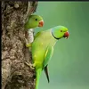 bird.nl