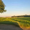 ziiemniacczek