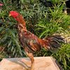 irawan_farm
