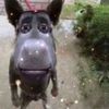 mainmanjj15