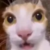 bd_funnyvideos