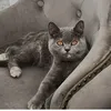 Tink&belle_britishshorthairs