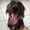 Chico