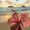 daisies_jellybean