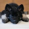 Zorro the Shiloh