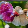 guppy.fish.zone