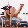 ᷂البرنس ᷂للهجن🏆.