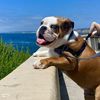 bulldogmooseman
