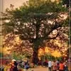 Việt Nam Tôi Đó
