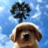 goldenstatehank