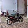 kaji_luwak