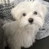 kimchi_tsv