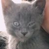 cosako_cat