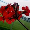 razan.lina93