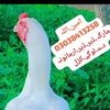 amin.ullah3751