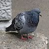 glimm75
