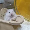 inin.hamster