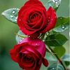 tanishaakther618